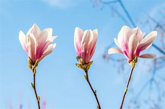 幼儿园成长手册新年寄语-35句