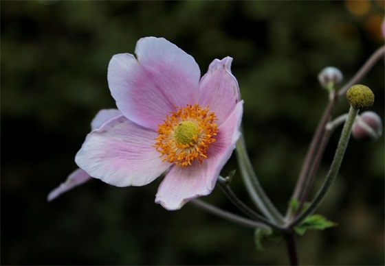 对五岁儿子的成长寄语-42句