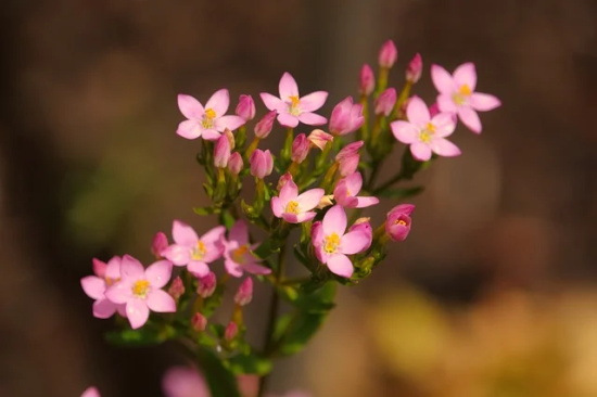 写赞美友情的句子