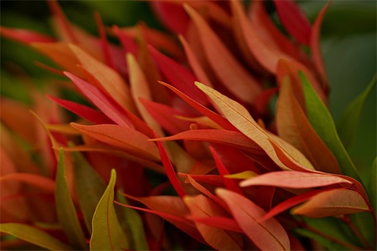 感谢家人的句子 对家人表达感谢的句子