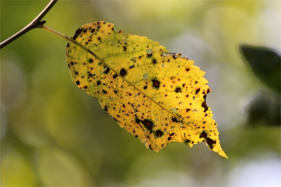 基础素养家长寄语-20句
