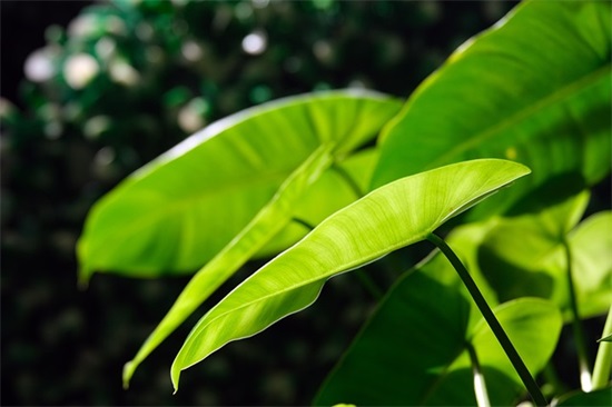 纠四风对照检查材料