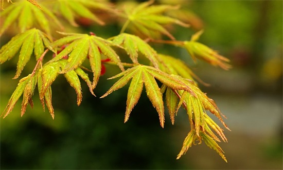 班级主题口号大全84句