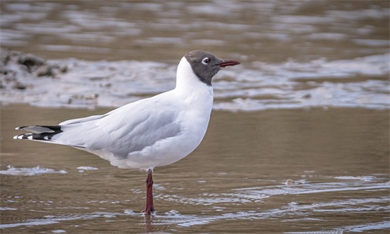 消防安全教育口号标语