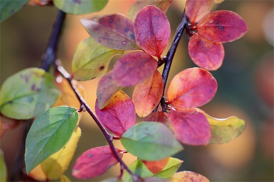 美好心愿祝福语89句