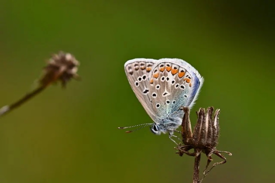 关于2026年母亲节感恩妈妈祝福语唯美文案