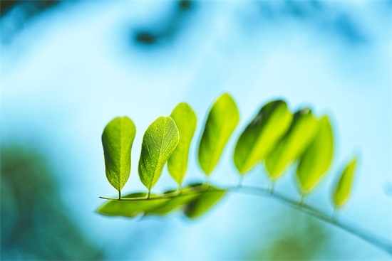 企业发给客户的圣诞节短信100句