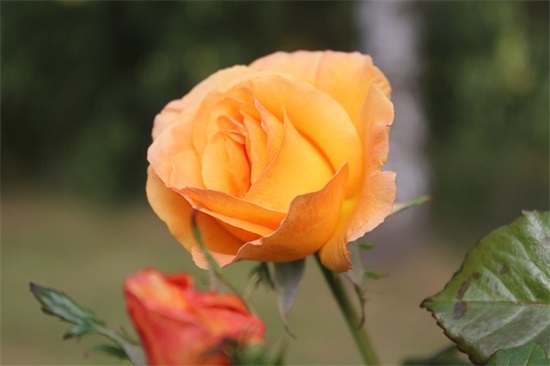 春节祝福语金句四字顺口溜