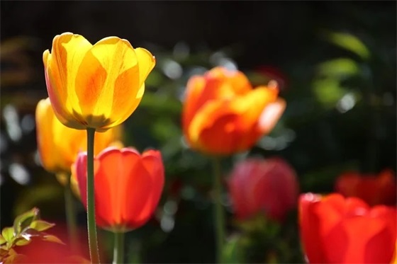 关于高考祝福语 祝高考顺利的话