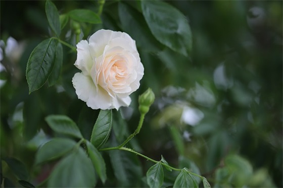 网名女生简单气质67句