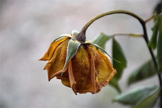 企业口号押韵82句