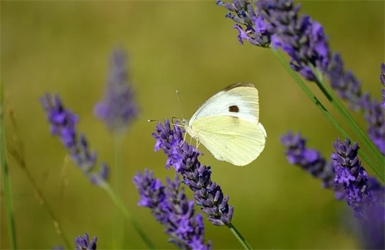 历史学院运动会口号82句
