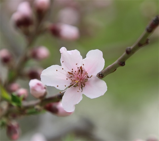 2026植树节的主题及植树节标语 植树节的宣传标语八字