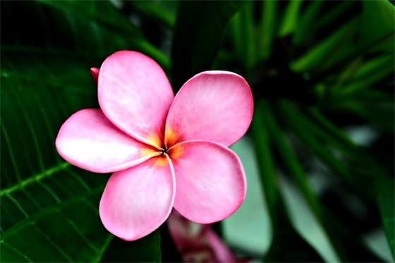 关于正能量的口号大全84句