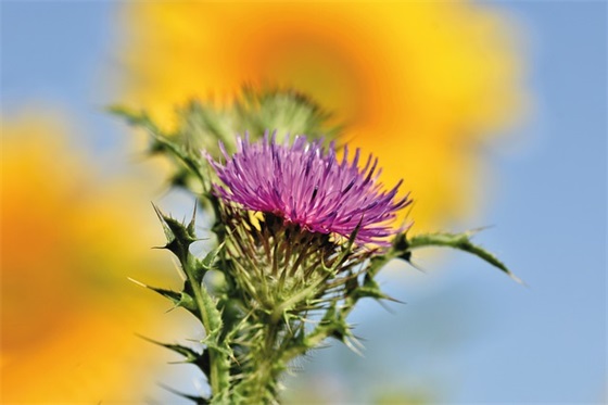 节约粮食的宣传标语口号