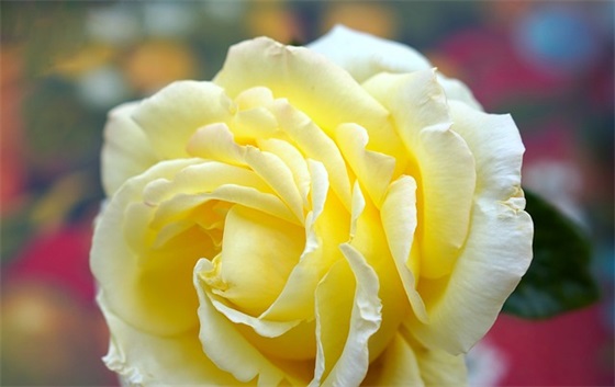 8字生日祝福语30句