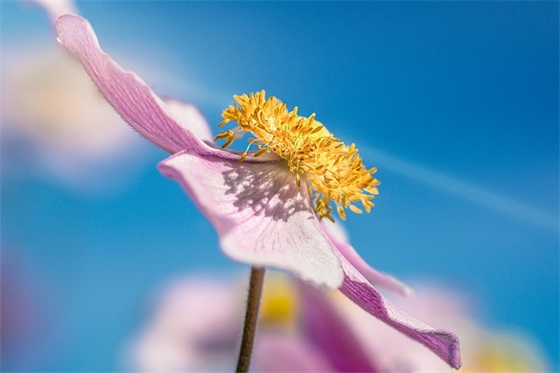 高考顺利的祝福文案