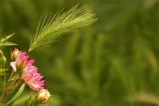 朋友病重祝福语30句