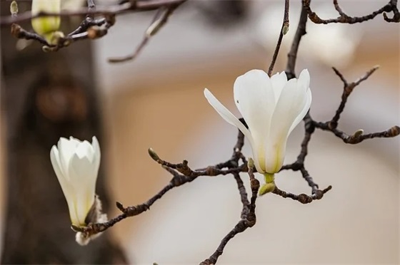 精彩感恩节祝福语句