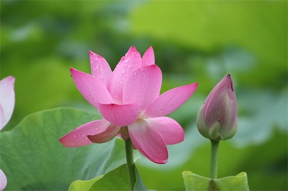 2026年元旦祝福语新年朋友圈 2026新年韩语祝福语