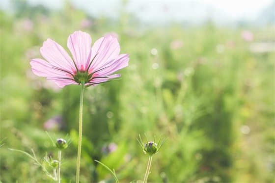 最好的朋友生日祝福语文案