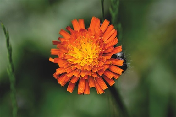 给嫂子的生日祝福语 嫂子生日快乐祝福语