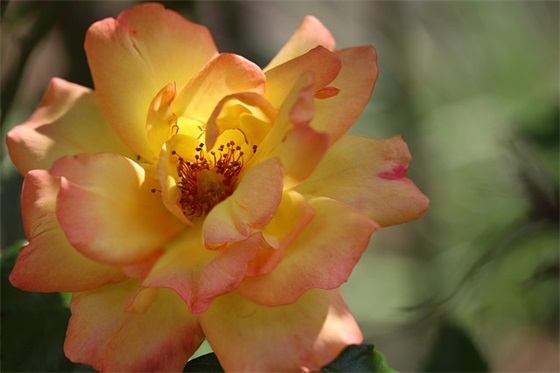 关于形容新欢旧爱的句子精选99条（全网精选）