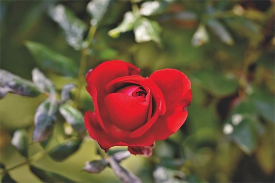 关于慢生活的美丽句子