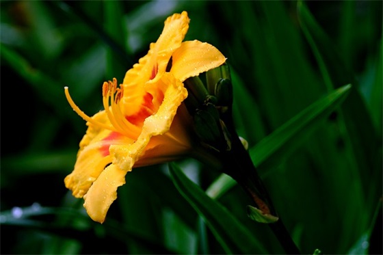 七夕节抖音搞笑文案句子大全(七夕搞笑句子大全笑死人)