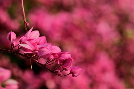 希望你越来越优秀的句子