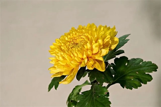 形容困到极致的话困到极致的幽默句子