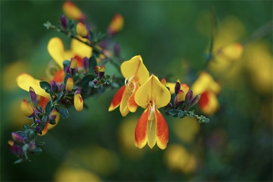 形容夏天景色的优美句子 形容夏天景色的优美句子