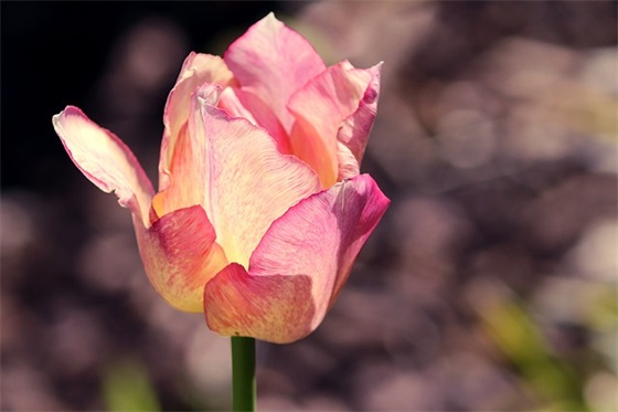 夜夜买醉的伤感句子 夜夜买醉的伤感句子