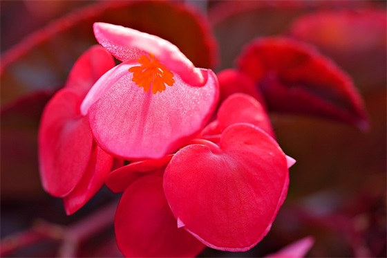 赞美家乡的简单句子 赞美家乡的简单句子