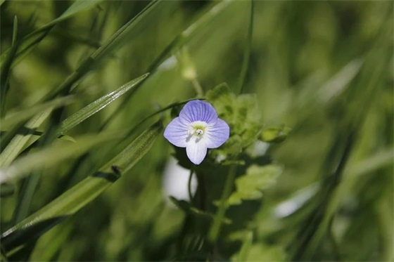 2026年迎接元旦祝福语