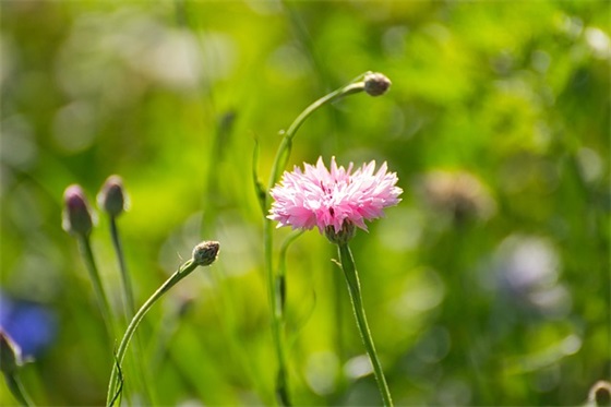 早日康复的祝福语47句