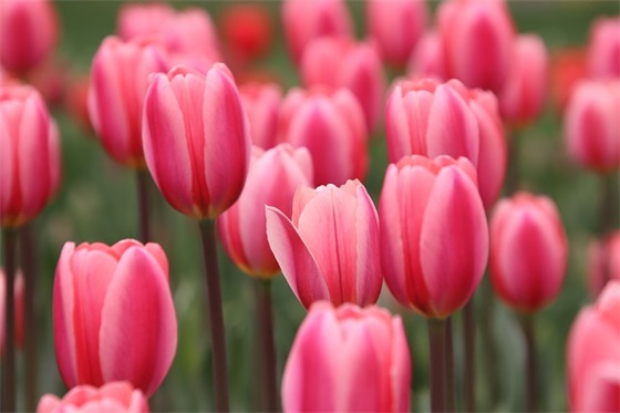 对女儿新年祝福语 祝女儿女婿新年祝福语