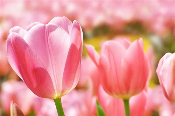 给外甥的新婚祝福语48句