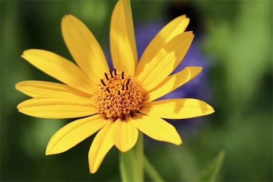 新年感恩祝福语送老师 新年感恩祝福语