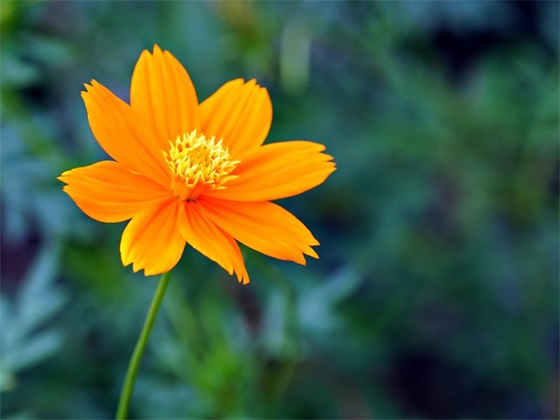 母亲节老师祝福语37句