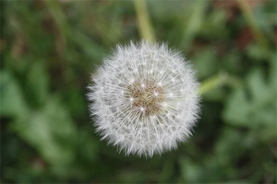 送给老大姐的生日祝福语 女人的生日祝福语