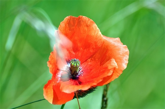 2026八一建军节送给军人战友的祝福语