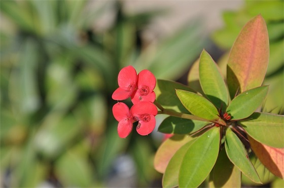 16岁的祝福语38句