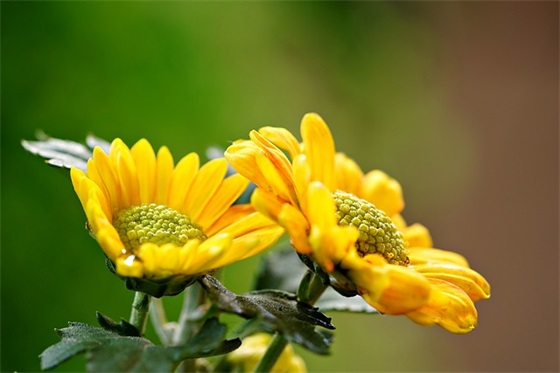 爸妈给儿女的祝福语54句