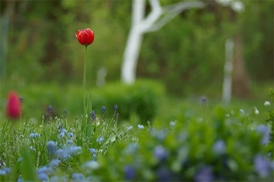 小学生的祝福语50句