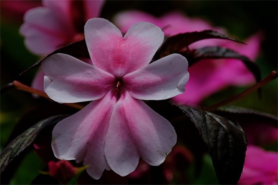 2026年宝宝简单祝福语大全46句