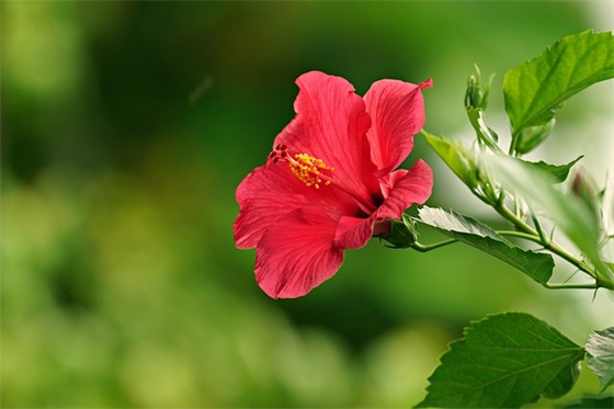 口号大全狼81句