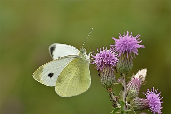 文明礼貌标语100句