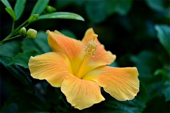 最新2025安全生产月宣传标语横幅大全