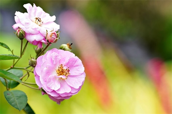 2025请使用普通话标语大全